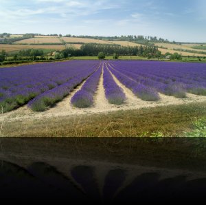 16-07-05 Lavender Eynsford
